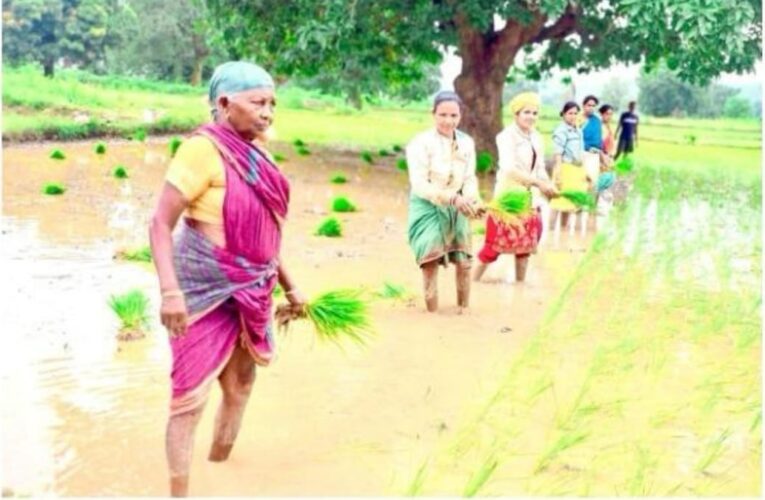 वेदांता का ग्रामीण विकास मॉडल: SRI तकनीक से किसान हो रहे आत्मनिर्भर